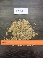 Oats (food grade)-whole grain from Russia